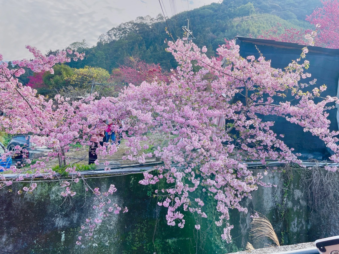 2023草坪頭玉山觀光茶園     櫻花李花粉桃白浪漫大爆發      賞花交通資訊