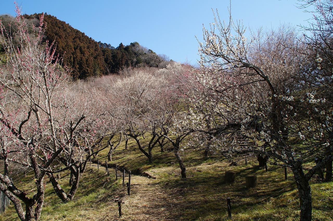 新春梅花綻放浪漫 日本高尾梅鄉慶典迎客