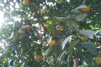 第13屆柳橙節12/9在中寮鄉公所前登場