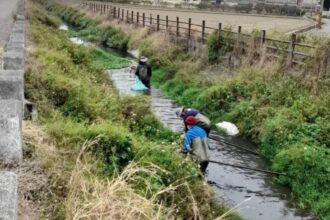 確保排水暢通  巡查清除布袋蓮 防患未然